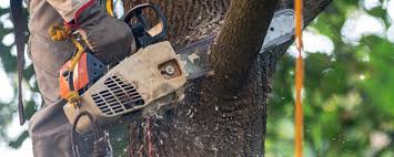 Best Tree Removal  in Yerington, NV