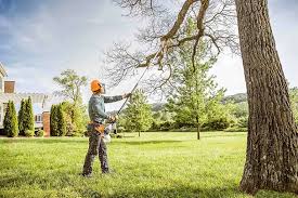 Best Tree Removal  in Yerington, NV