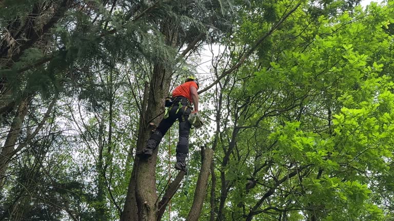 Professional  Tree Services in Yerington, NV