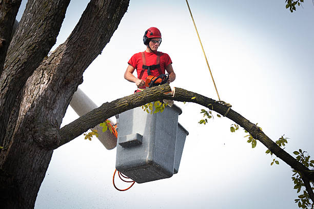 Why Choose Our Tree Removal Services in Yerington, NV?